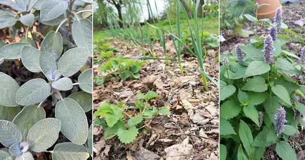 13 tumbuhan teman yang buruk untuk bawang putih