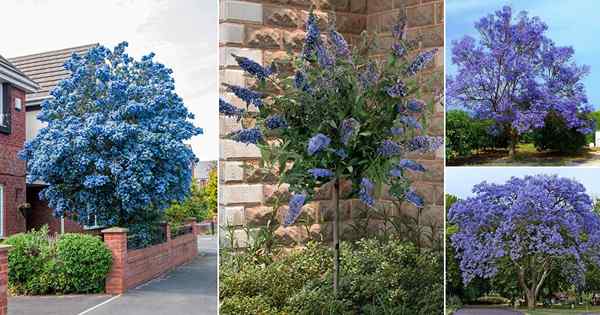 13 beaux arbres avec des fleurs bleues