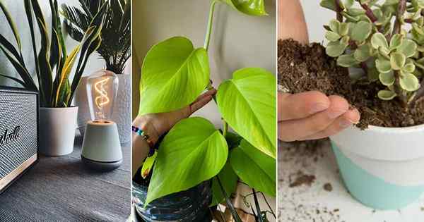 13 truques bizarros de plantas domésticas que valem a pena notar