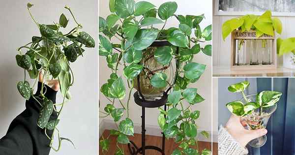 13 tipos diferentes de variedades de pothos que você pode crescer na água