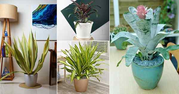 13 plantas que parecen plantas de serpientes