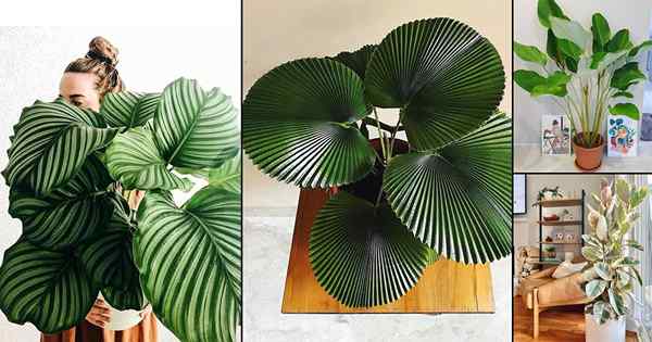 13 plantas domésticas elegantes com folhas grandes