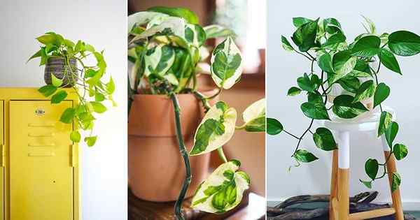 13 types de variétés de Pothos | Les meilleurs Pothos à grandir