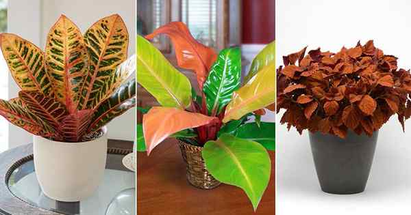 14 increíbles plantas de interior de naranja que puedes crecer