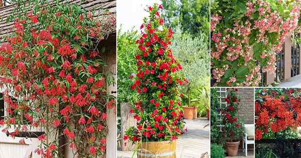 14 mejores vides y escaladores con flores rojas