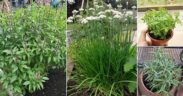 14 Herbes tolérantes à la chaleur | Des herbes qui aiment le plein soleil et la chaleur