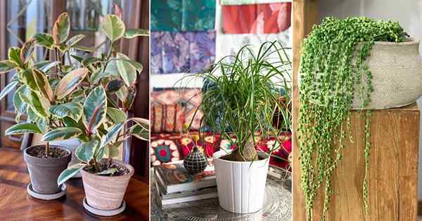 14 plantas de interior que no necesitan agua (antes de un mes)