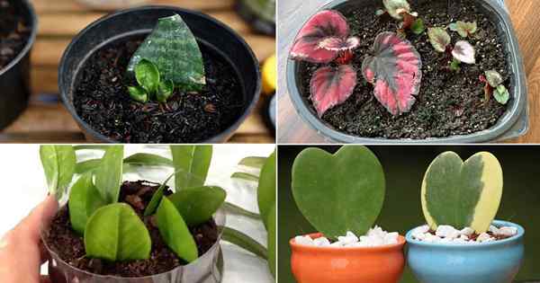 14 plantas internas que crescem de folhas