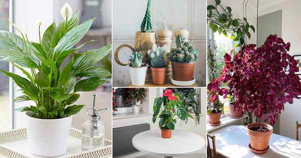 14 plantas de interior que crecen a partir de semillas