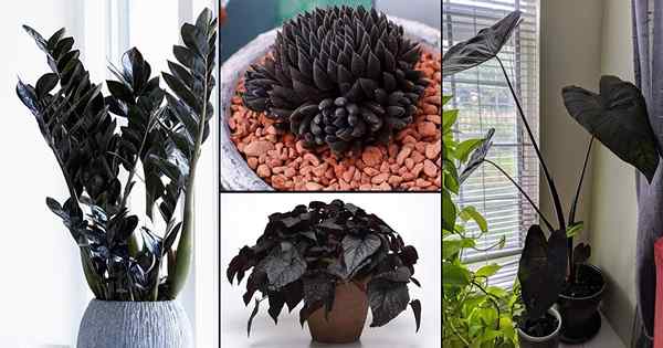 14 tanaman dalam ruangan hitam yang menakjubkan | Houseplants Hitam Terbaik