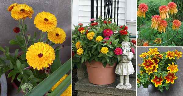 14 bunga yang menakjubkan yang kelihatan seperti marigold