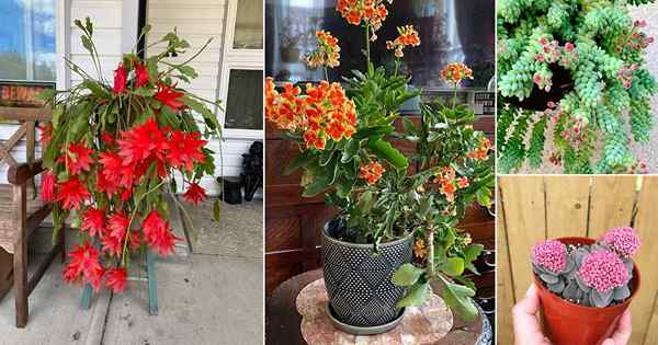 14 succulentes superbes avec des fleurs rouges