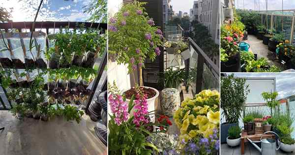 15 Gardens da varanda de apartamentos no Reddit para inspiração perfeita