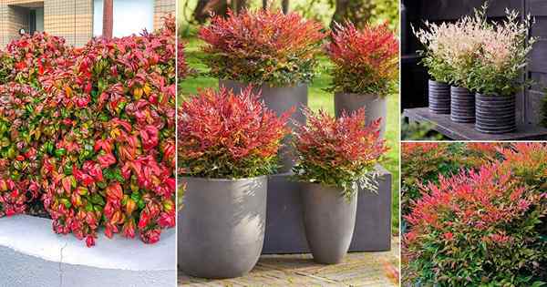 15 belos tipos de variedades de Nandina