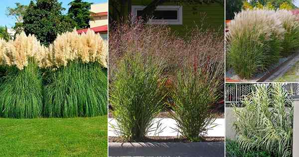 15 meilleures herbes de grande intimité