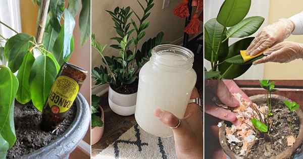 15 hacks parentaux de plante intérieure bon marché que vous devriez savoir