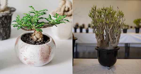 15 Árbol enano exótico como plantas de interior para casas