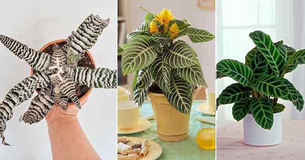 15 plantas domésticas atraentes com estampas de zebra