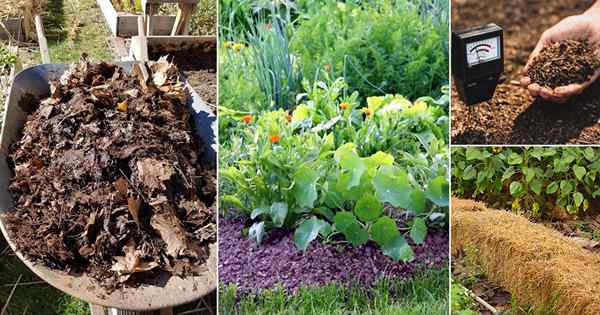 15 hacks para mejorar el suelo de su jardín de forma gratuita