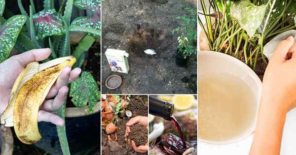 15 hausgemachte Düngemittelrezepte von Food Scraps & Kitchen Restovers