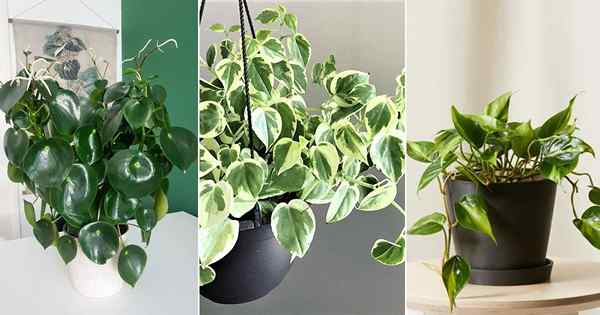 15 houseplants yang kelihatan seperti pothos | Pothos kelihatan-alikes