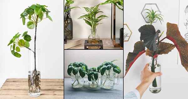 15 plantes intérieures dans des idées de bocal en verre