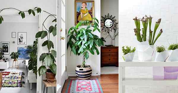 15 reglas para decorar con plantas de interior