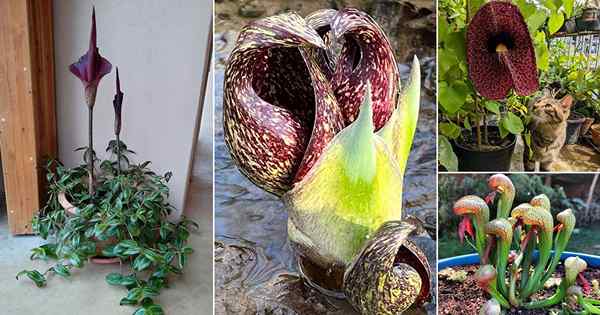 15 fleurs laides que vous aimeriez cultiver dans le jardin