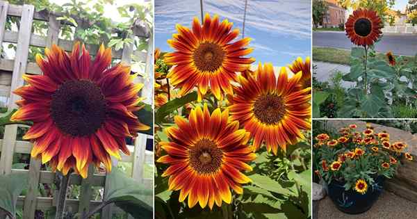 16 mejores variedades de girasol rojos