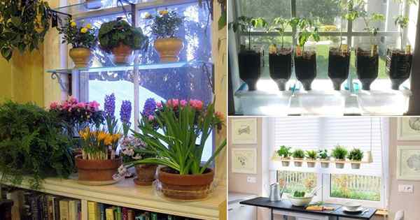 16 ideas de jardín de ventanas de interior de bricolaje para jardineros urbanos