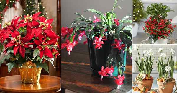 16 Houseplants Musim Percutian Popular | Tumbuhan dalaman perayaan