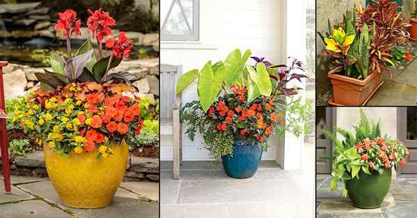 16 impresionantes combos de plantas amantes del calor para contenedores