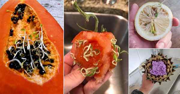 16 imágenes aterradoras que muestran frutas y verduras brotando en cualquier lugar