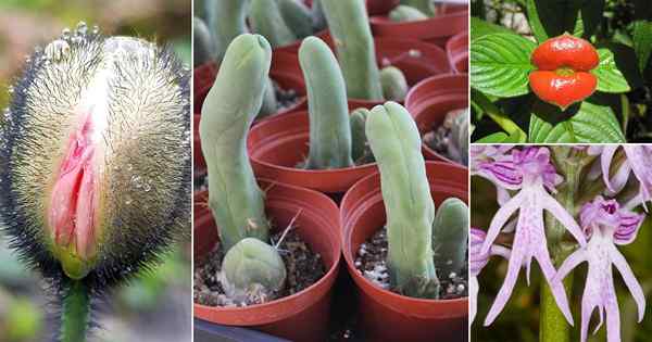 17 plantas adultas que parecem vir diretamente do mundo pornô