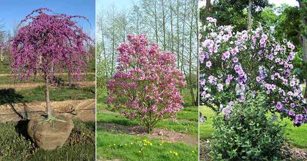 17 schöne Bäume mit lila Blumen | Lila blühende Bäume