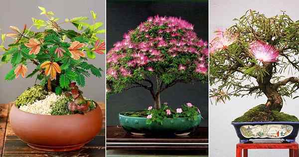 17 melhores fotos de bonsai da árvore da mimosa