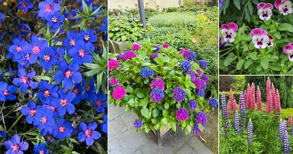 17 beste rosa und blaue Blumen