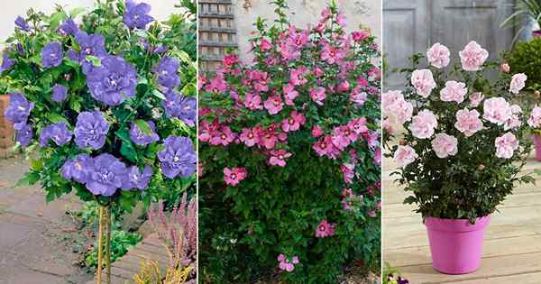 17 meilleures variétés Rose of Sharon | Types d'hibiscus syriacus