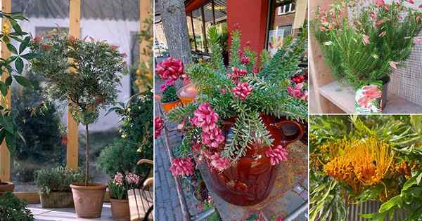 17 meilleurs types de Grevilleas | Comment cultiver les Grevilleas dans un pot