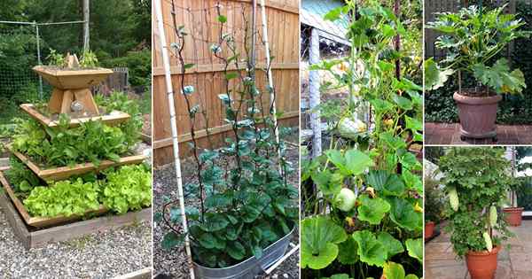 17 meilleurs légumes pour pousser verticalement | Légumes qui poussent dans des jardinières verticales
