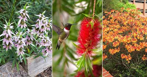 17 plantas que atraem beija -flores na Flórida