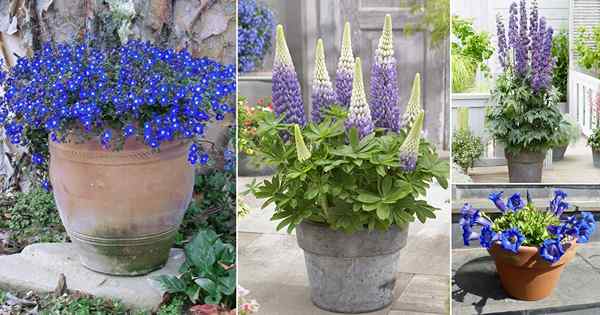 17 superbes fleurs bleues et violettes