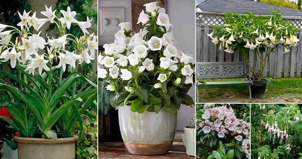 17 fleurs époustouflantes avec des cloches blanches