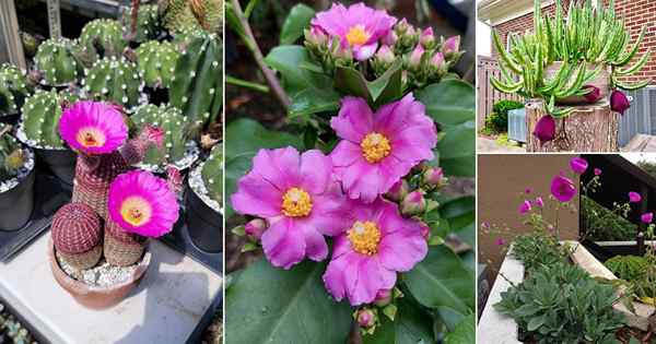 17 succulentes superbes avec des fleurs violettes