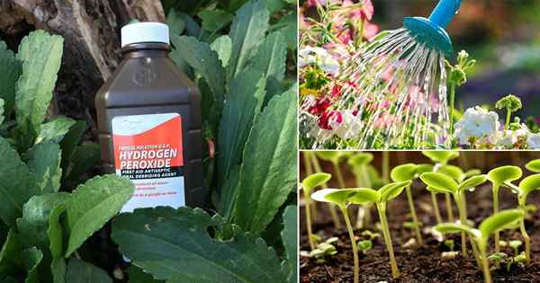 17 Unglaubliche Wasserstoffperoxid Verwendungszwecke im Garten sollten Sie wissen