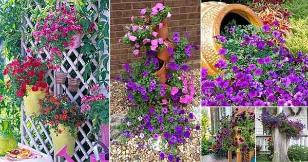 18 cosas increíbles que hacer con Petunias