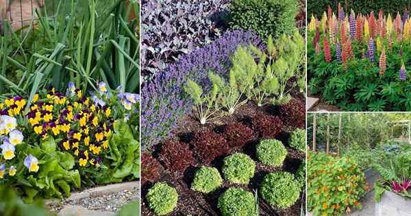 18 bunga terbaik untuk menarik pendebunga ke kebun sayur