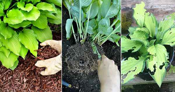 18 beste Gartentricks zur Pflege von Hostas