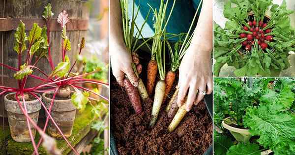 18 mejores verduras de interior | Verduras que puedes crecer en el interior