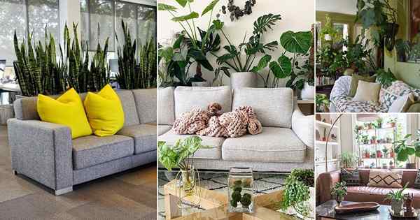 18 melhores plantas por trás das ideias de sofá